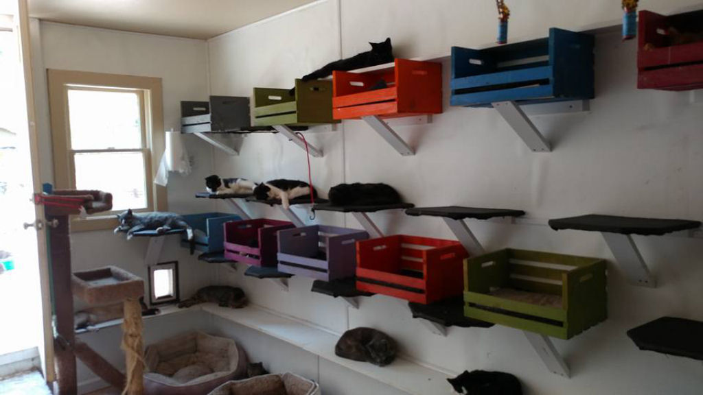 Pai enlutado transforma sua casa em um santurio para centenas de gatos 11
