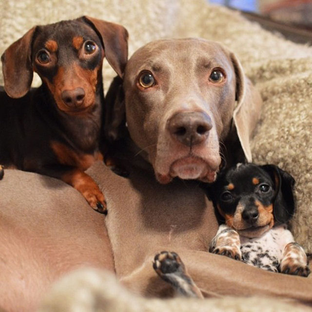Nova cadelinha junta-se ao adorável duo canino de Harlow e Indiana 12