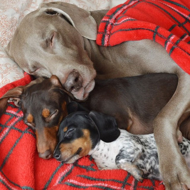 Nova cadelinha junta-se ao adorável duo canino de Harlow e Indiana 15