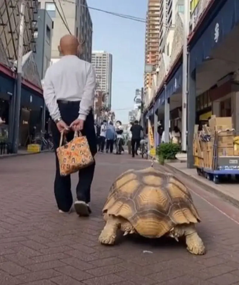 Senhorzinho japonês continua levando sua tartaruga para passear todos os dias