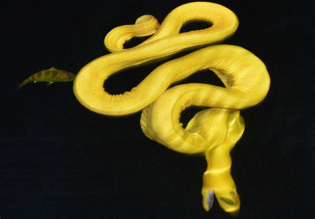 A cobra-marinha-de-barriga-amarela  uma das cobras mais amplamente distribudas no mundo