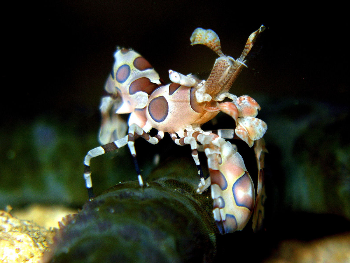 O camarão-arlequim é um assassino de estrelas-do-mar