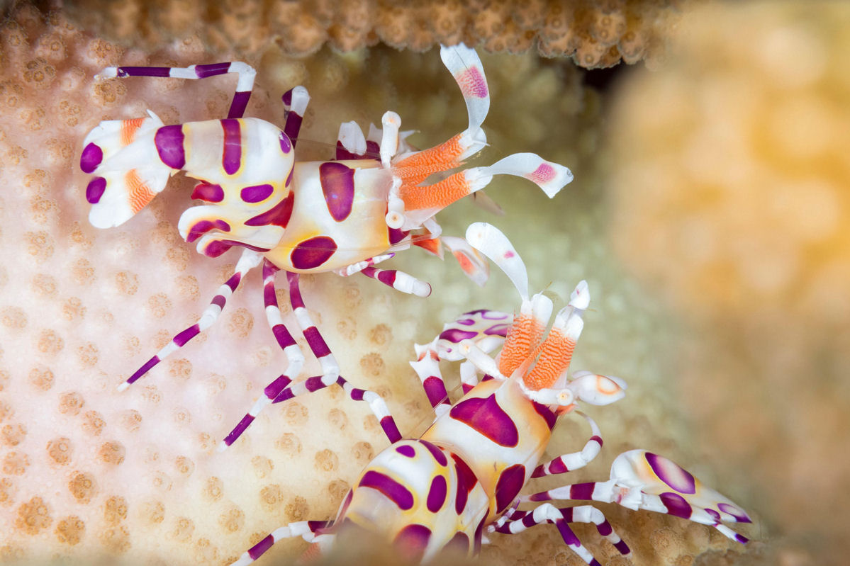 O camarão-arlequim é um assassino de estrelas-do-mar