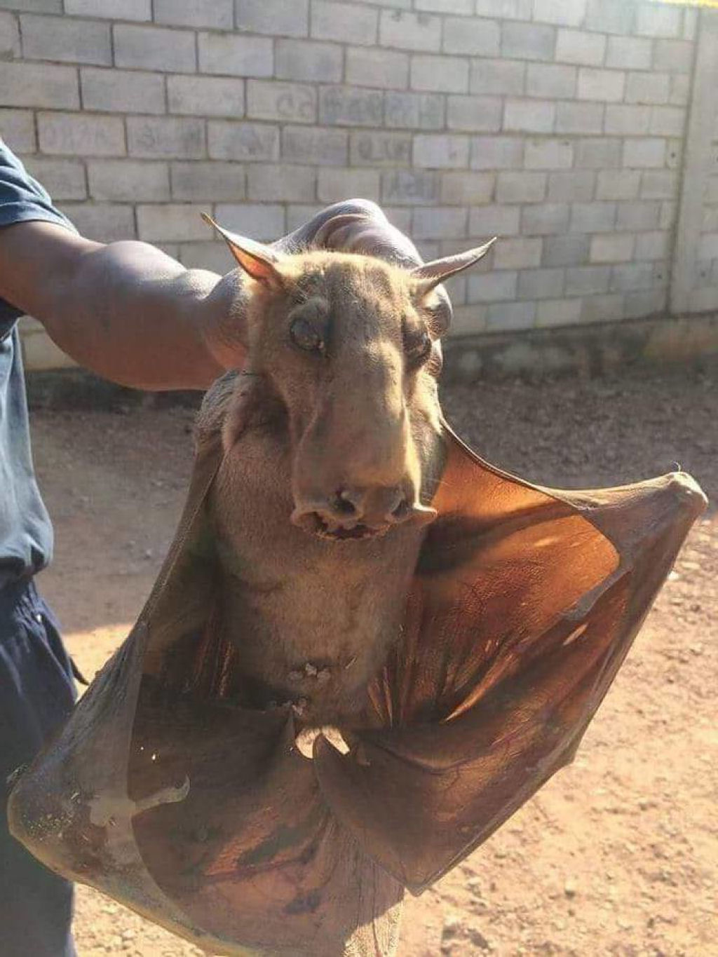 O maior morcego da frica parece uma grgula monstruosa em uma catedral medieval