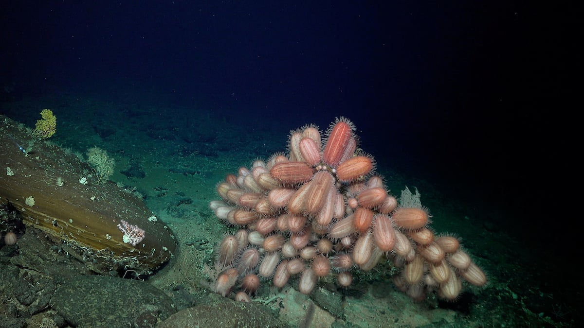 Expedio descobre mais de 100 novas espcies surpreendentes nos montes submarinos da costa do Chile