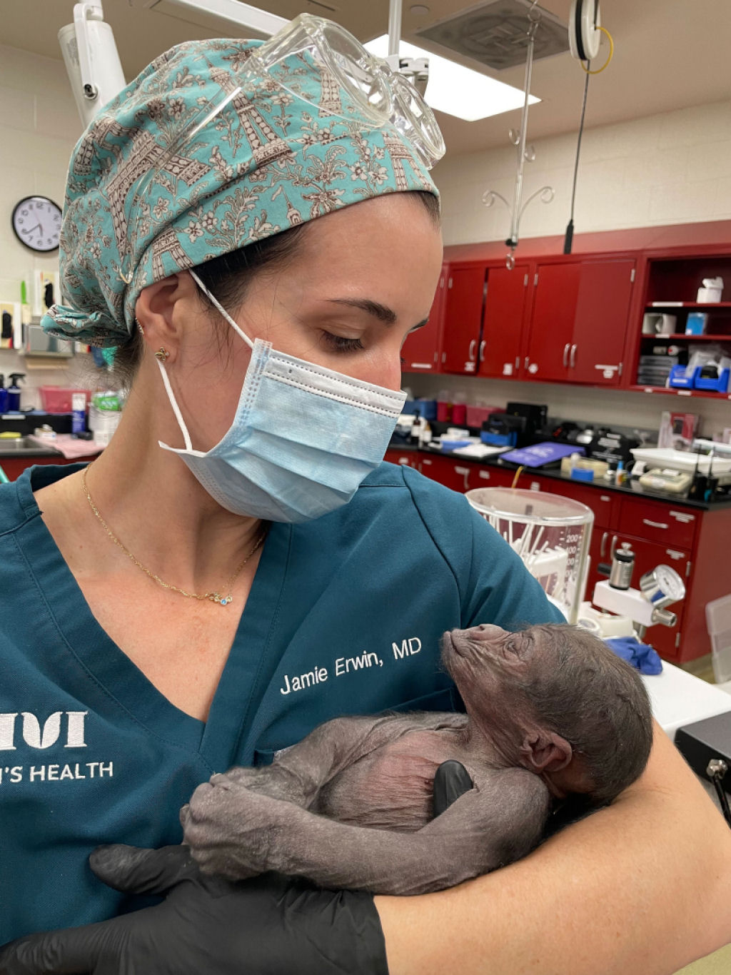 Zoolgico do Texas anuncia nascimento bem-sucedido de gorila prematuro por meio de cesariana de emergncia