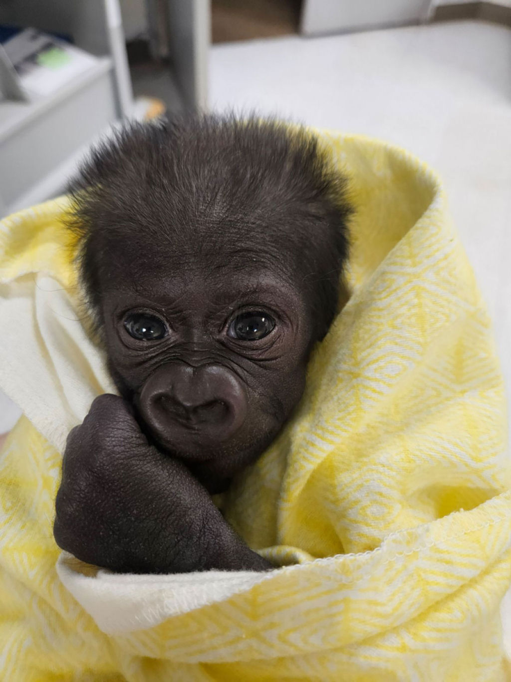 Zoolgico do Texas anuncia nascimento bem-sucedido de gorila prematuro por meio de cesariana de emergncia