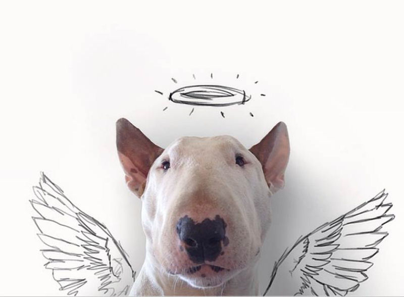 Adorável Bull Terrier estrela criativas ilustrações feitas por seu humano 03