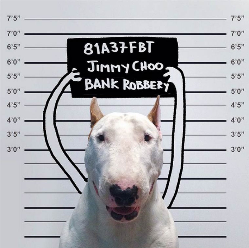 Adorável Bull Terrier estrela criativas ilustrações feitas por seu humano 04