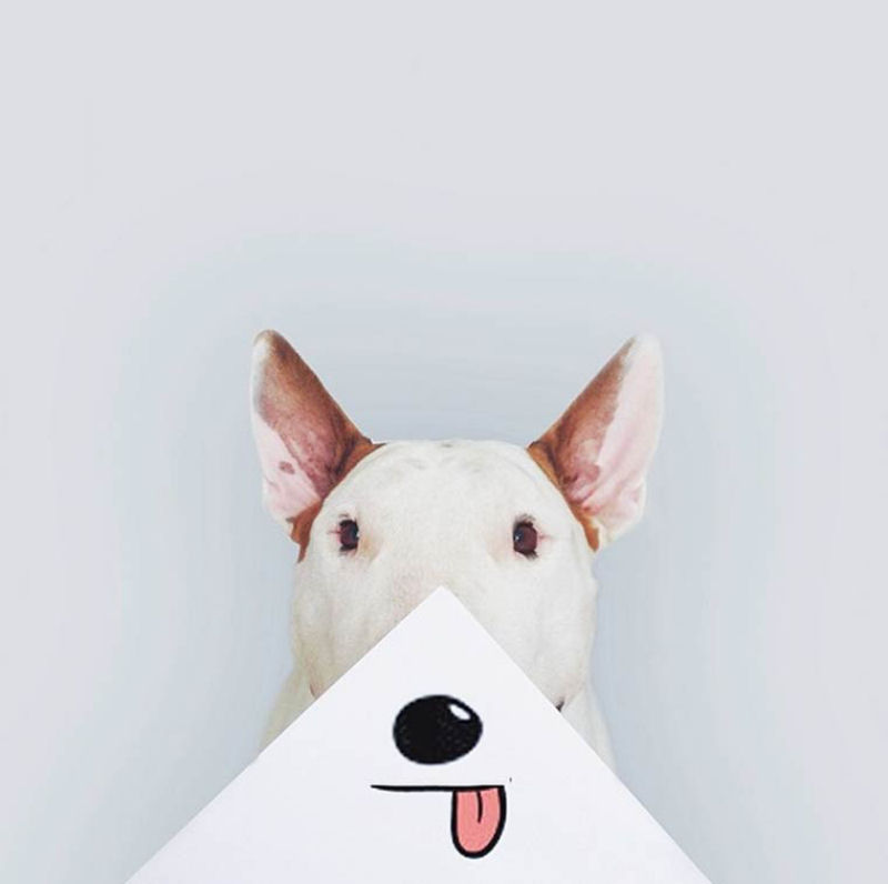 Adorável Bull Terrier estrela criativas ilustrações feitas por seu humano 05