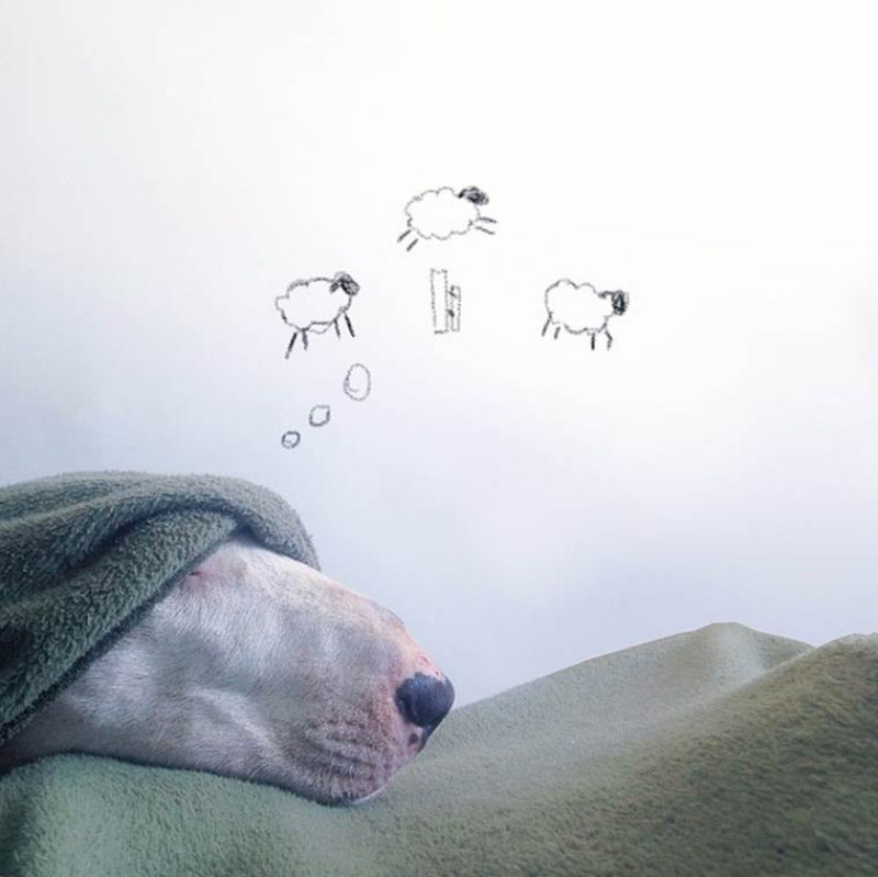 Adorável Bull Terrier estrela criativas ilustrações feitas por seu humano 08