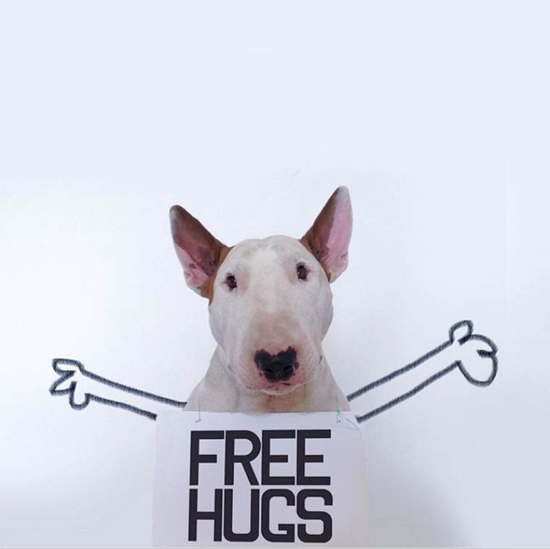 Adorável Bull Terrier estrela criativas ilustrações feitas por seu humano 09