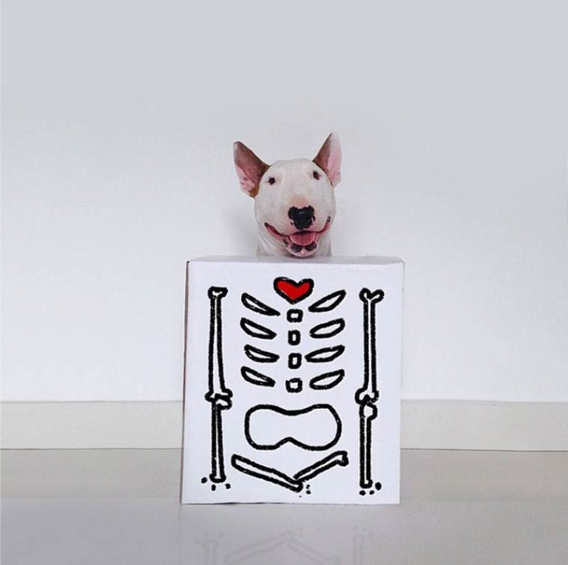 Adorável Bull Terrier estrela criativas ilustrações feitas por seu humano 20