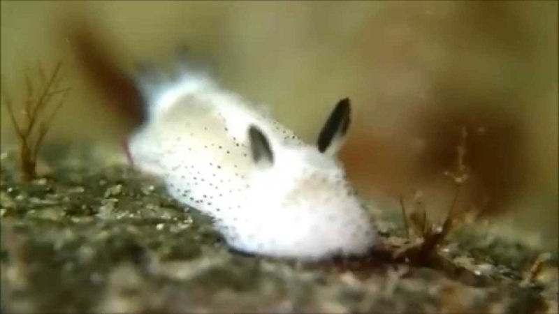 Coelhinhos do mar: no Japão adoram estas esponjosas lesmas marinhas 01