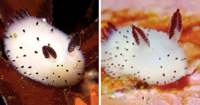 Coelhinhos do mar: no Japão adoram estas esponjosas lesmas marinhas 02