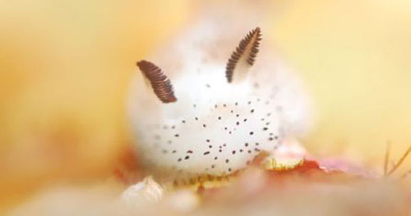 Coelhinhos do mar: no Japão adoram estas esponjosas lesmas marinhas 04