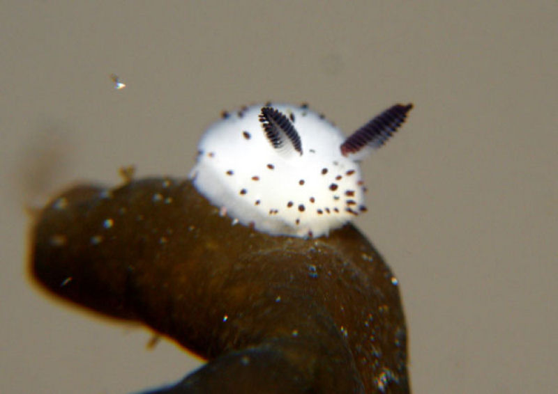 Coelhinhos do mar: no Japão adoram estas esponjosas lesmas marinhas 05
