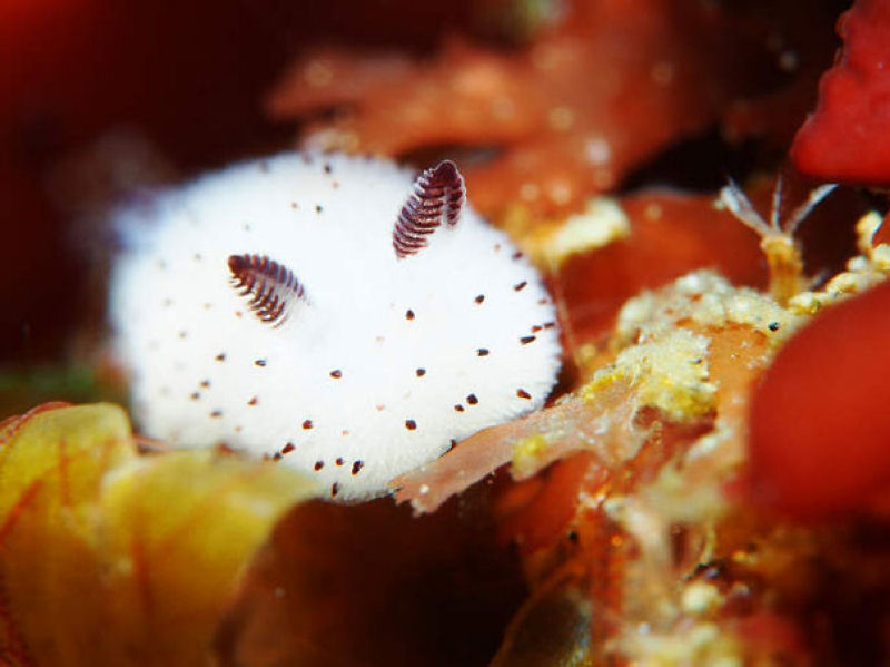 Coelhinhos do mar: no Japão adoram estas esponjosas lesmas marinhas 06