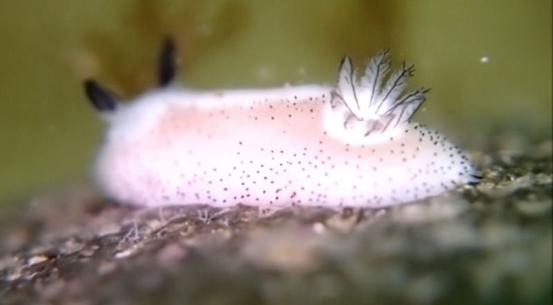 Coelhinhos do mar: no Japão adoram estas esponjosas lesmas marinhas 09