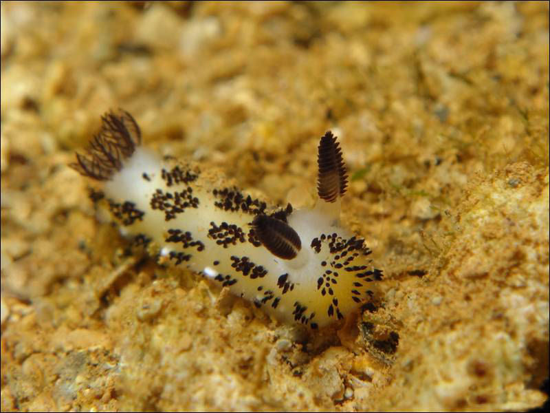 Coelhinhos do mar: no Japão adoram estas esponjosas lesmas marinhas 11
