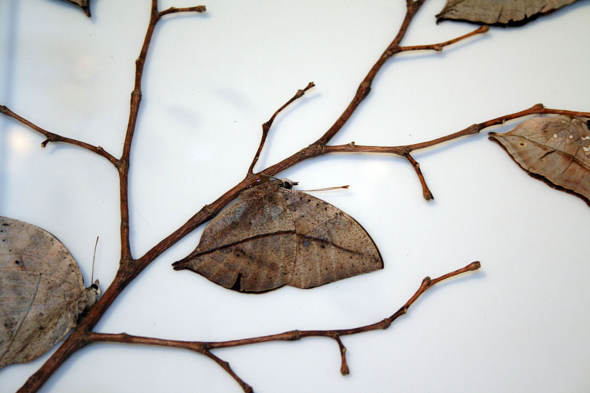 Esta folha morta , na verdade, uma borboleta perfeitamente camuflada