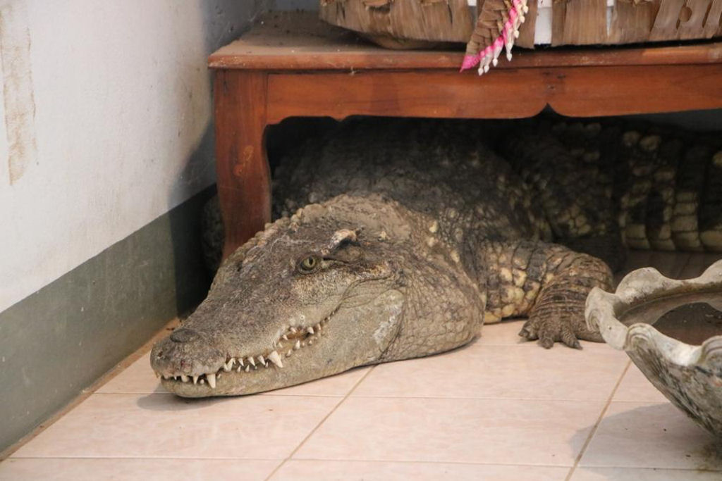 Tailands divide sua casa com um crocodilo h 20 anos
