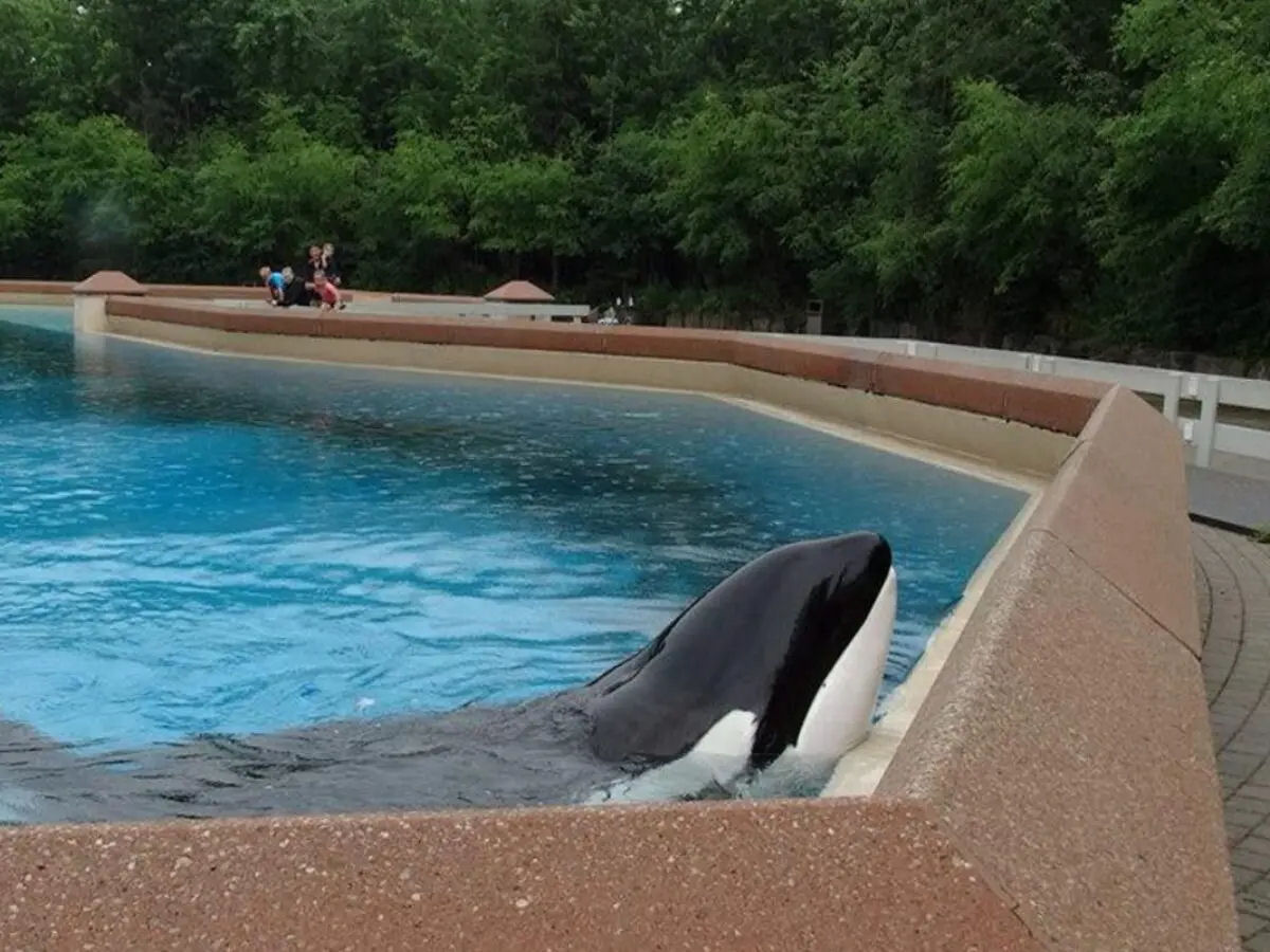 Drone grava a vida solitria de Kiska, a orca mais isolada do planeta
