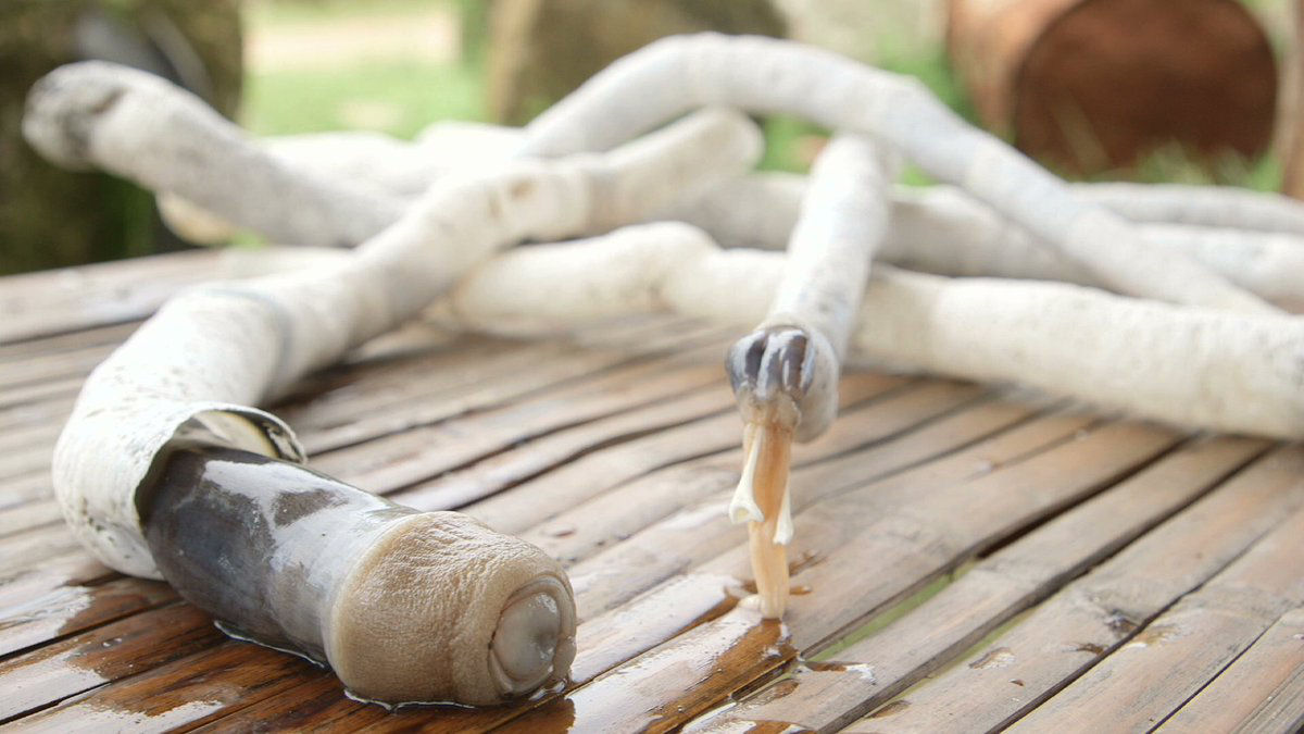 Este verme marinho gigante tambm  considerado uma doce iguaria nas Filipinas
