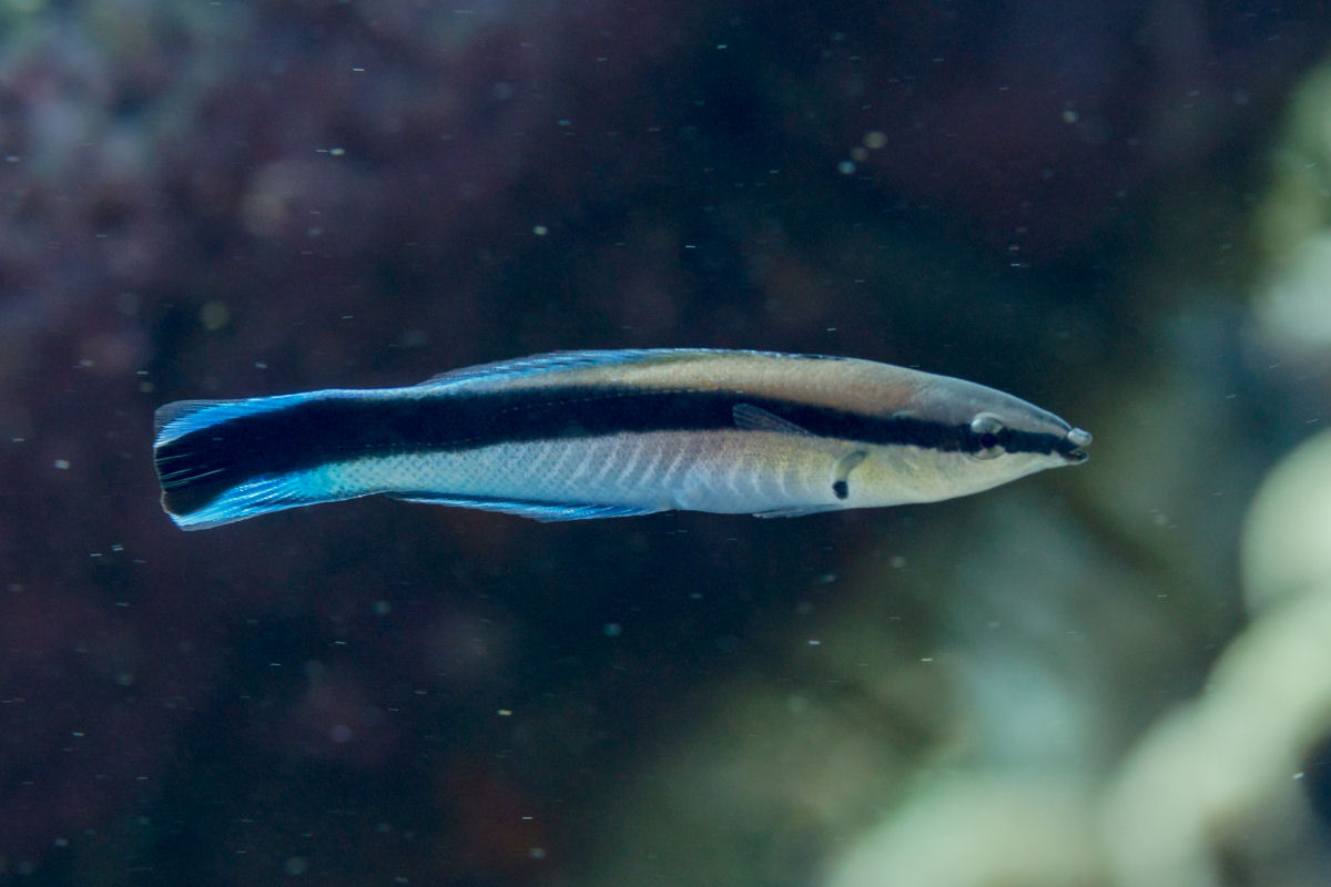 Pequeno peixe se avalia no espelho antes de enfrentar um inimigo