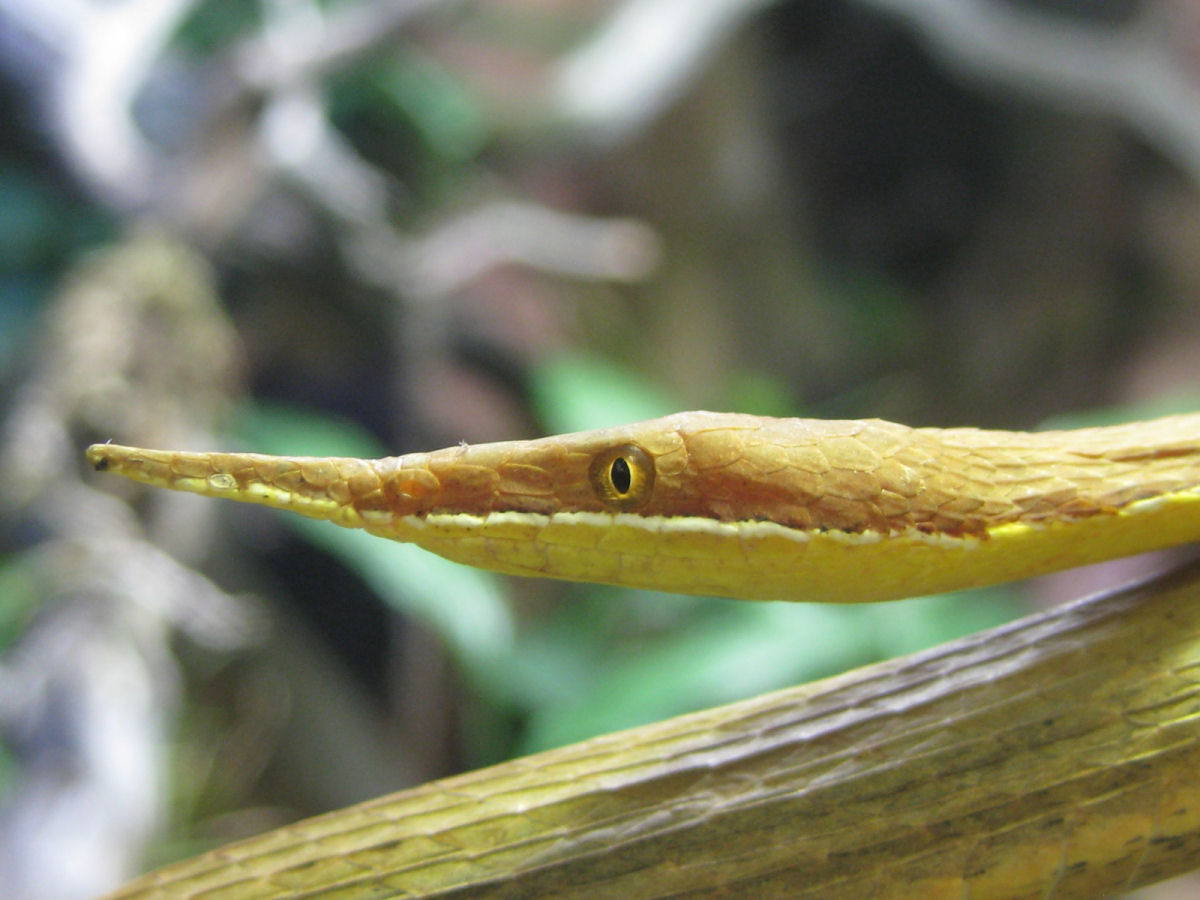 A cobra-nariz-de-folha  mais uma das bizarrices de Madagascar