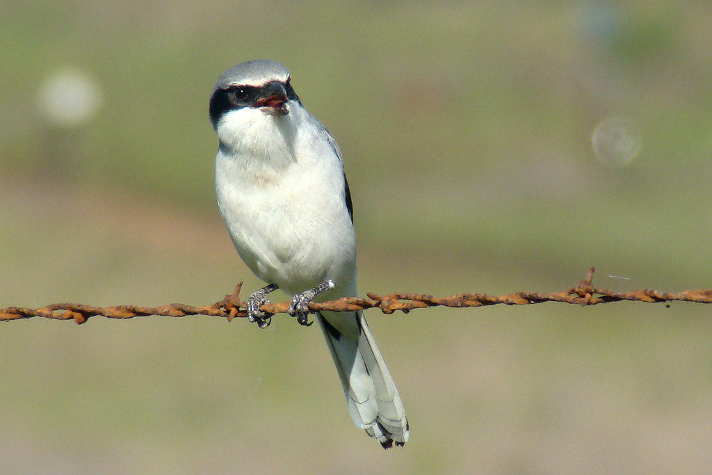 Por que o picanço-cabeçudo também é conhecido como pássaro açougueiro