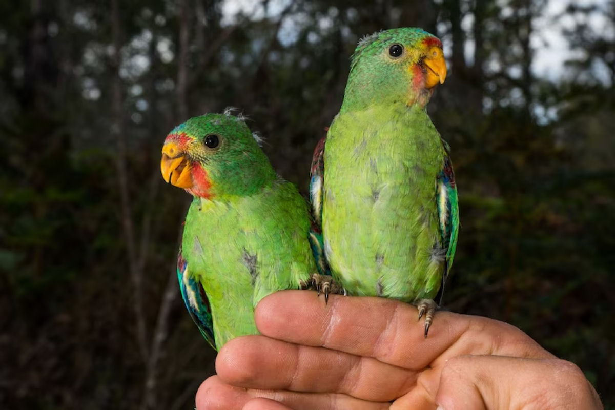 Petauros-do-acúcar: lindinhos, fofinhos e devoradores de aves criticamente ameaçadas de extinção