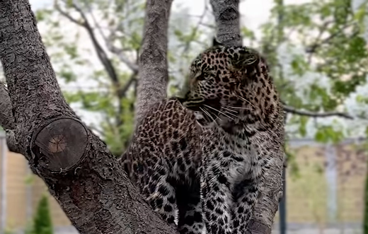 Filhota de leoparda foi resgatada em meio dos horrores da invasão russa na Ucrânia