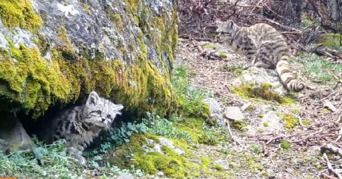 Câmera de trilha flagra gatos-da-montanha esquivos no alto dos Andes