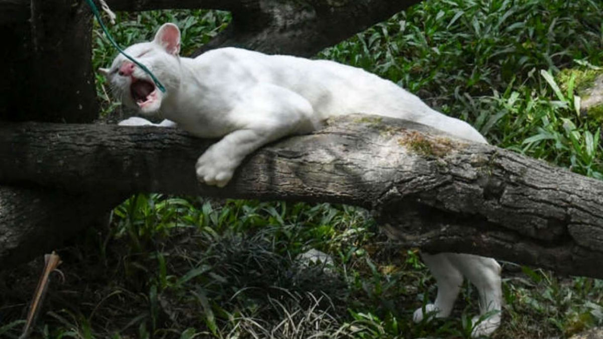 Jaguatirica albina é o primeira de seu tipo encontrada na Colômbia depois de ser acolhida como gatinho