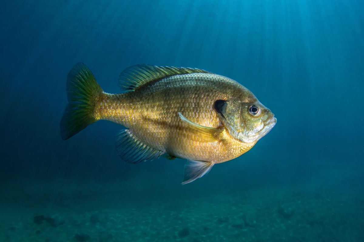 A estranha, mentirosa e sorrateira vida sexual do peixe-bluegill