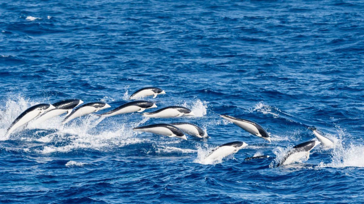 Golfinho-liso-do-sul, os delfins estranhamente parecidos com orcas