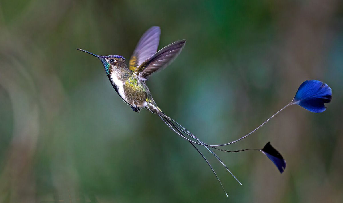Esta famlia de colibris provavelmente tenha as espcies mais belas