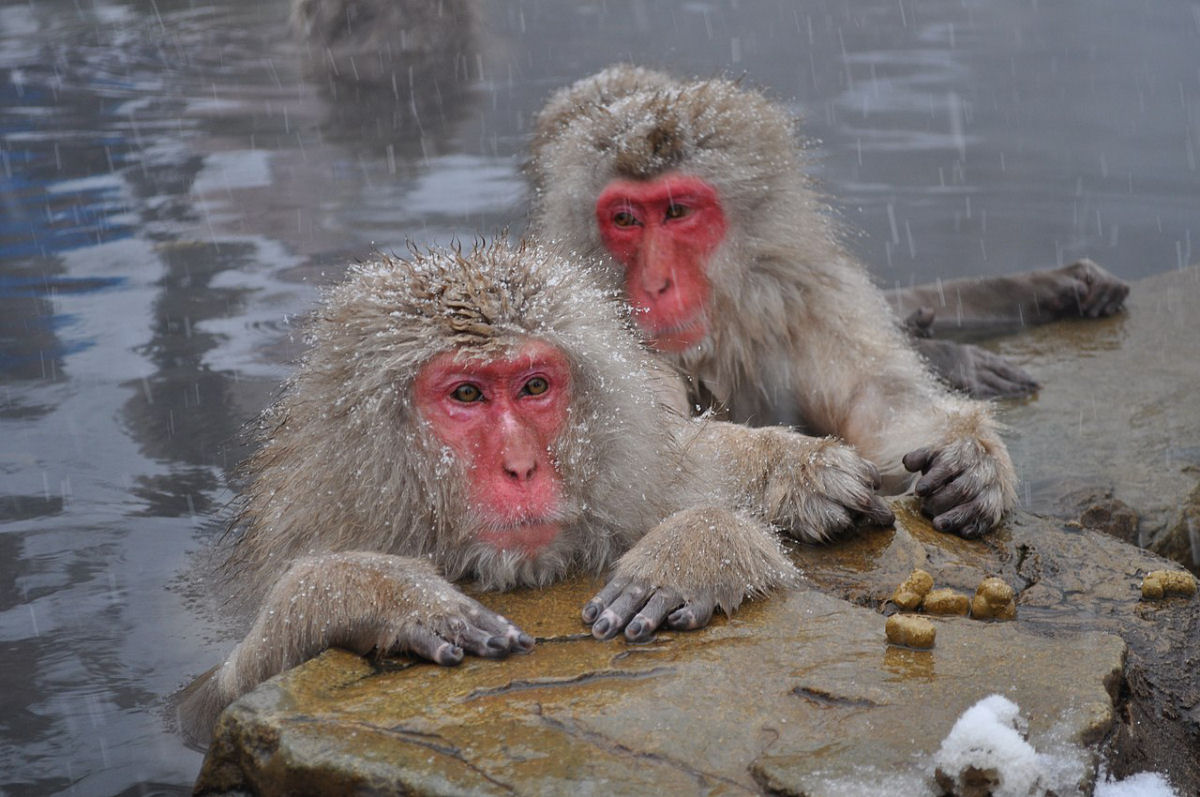 O mundo zen dos macacos-da-neve-japoneses