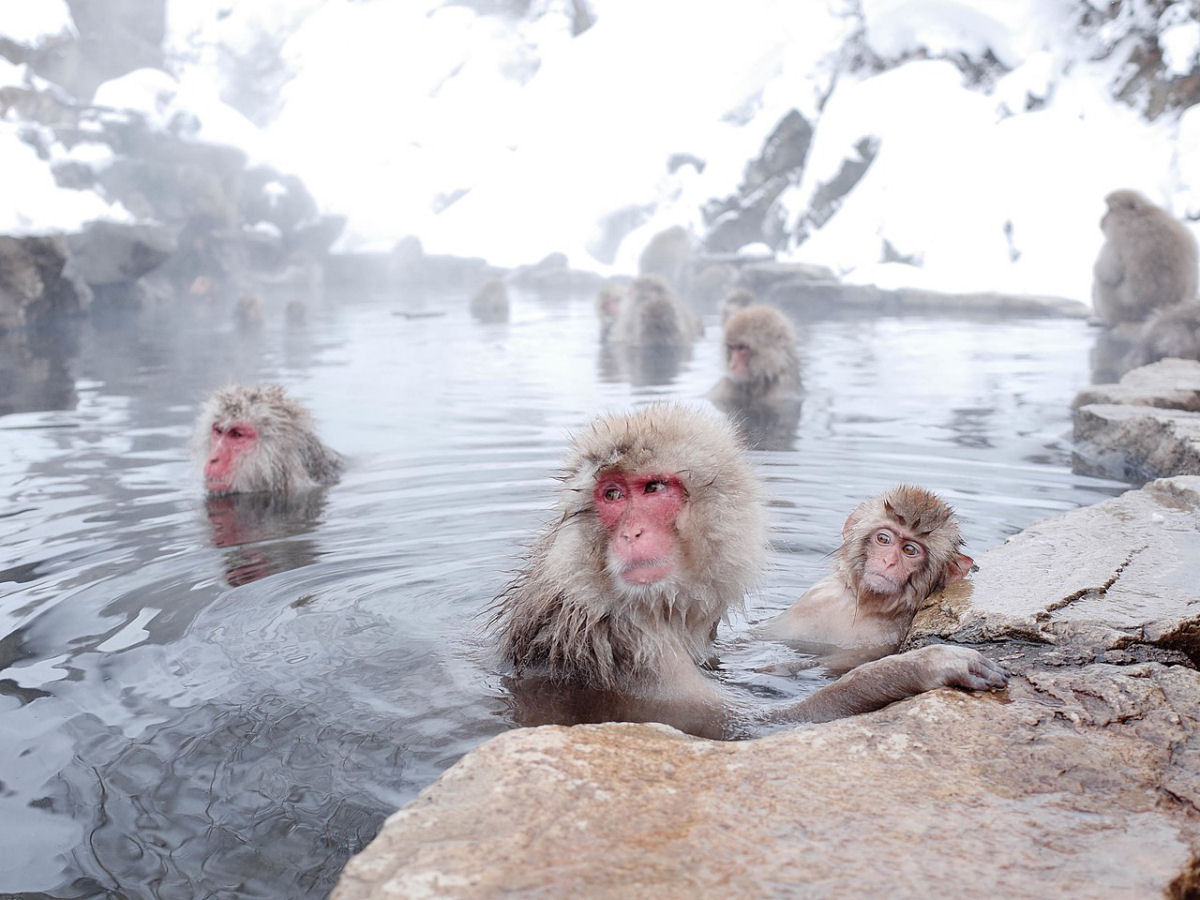 O mundo zen dos macacos-da-neve-japoneses