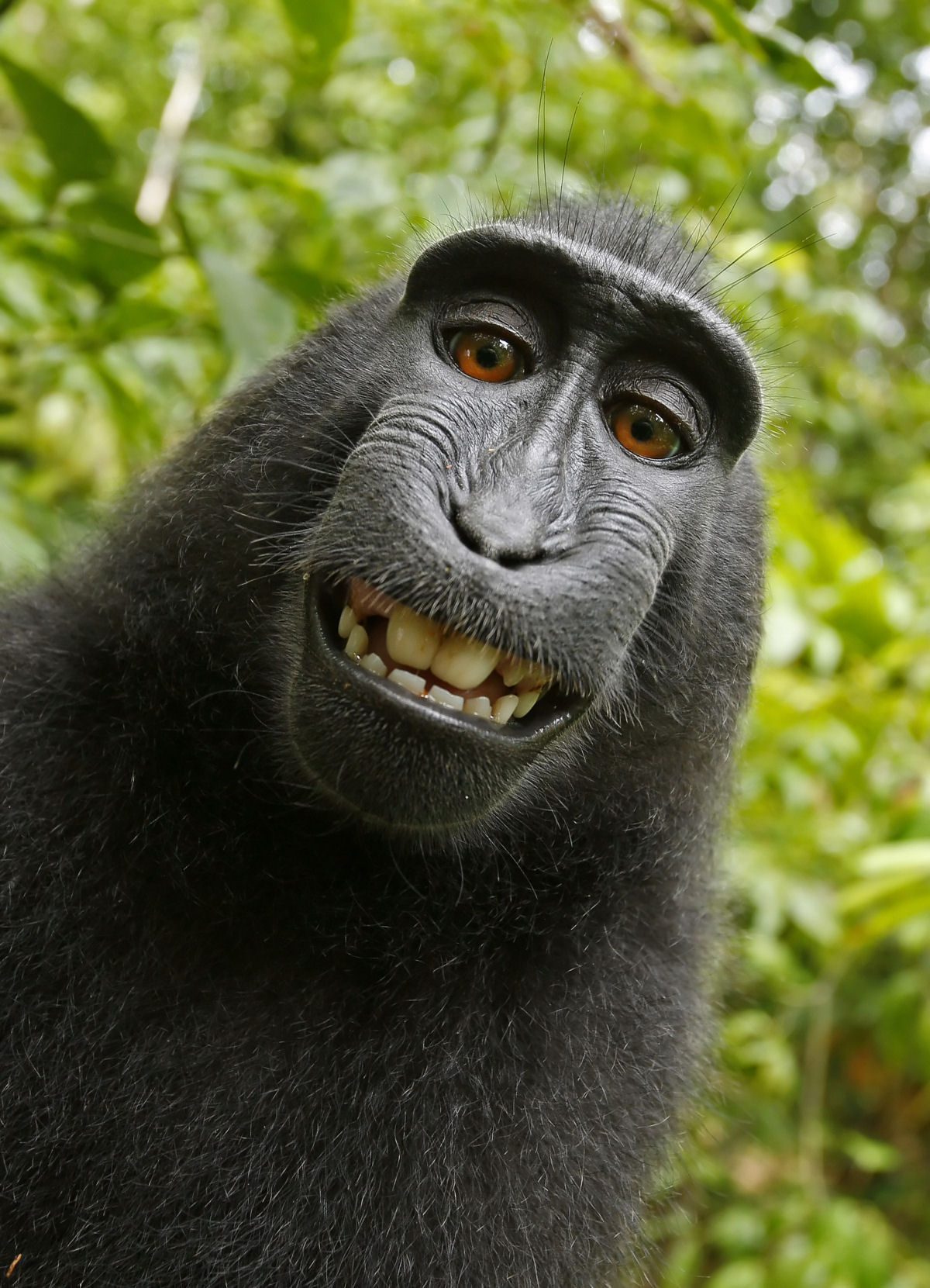 O apoio comunitário dentro dos grupos de macacos-pretos-de-crista é simplesmente encantador