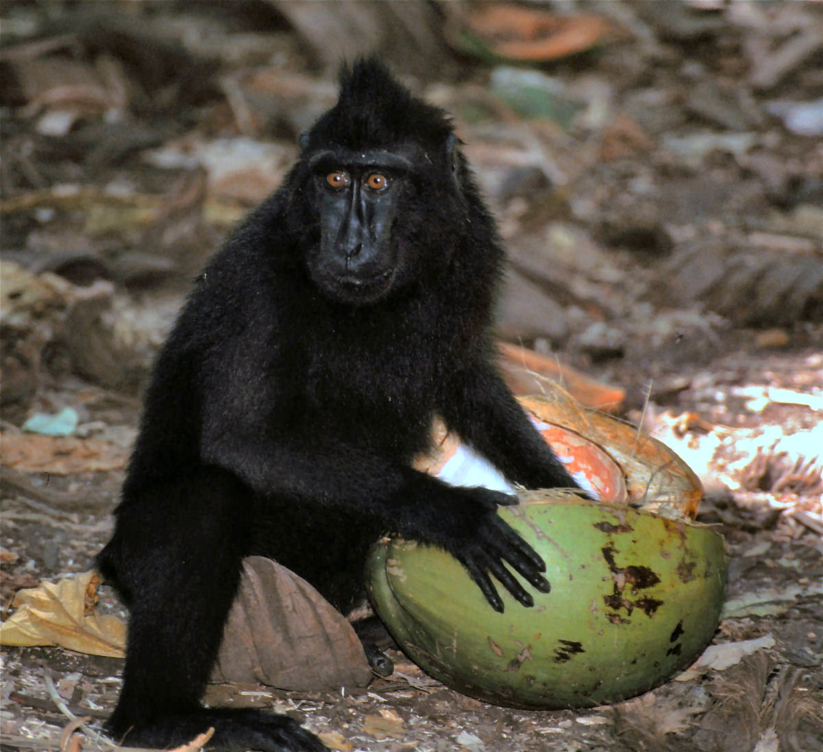 O apoio comunitário dentro dos grupos de macacos-pretos-de-crista é simplesmente encantador