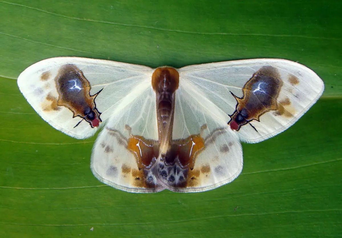 A misteriosa Macrocilix maia tem moscas comendo excrementos nas suas asas