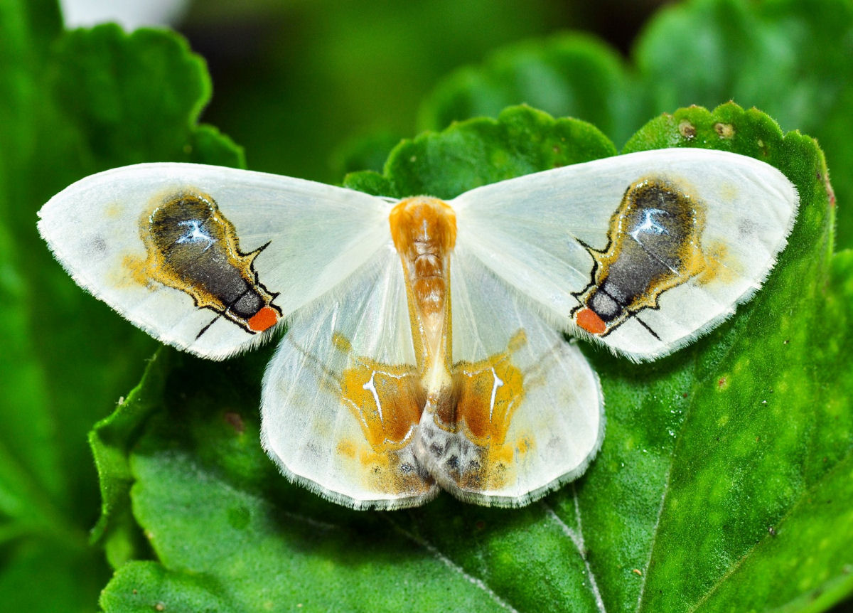 A misteriosa Macrocilix maia tem moscas comendo excrementos nas suas asas