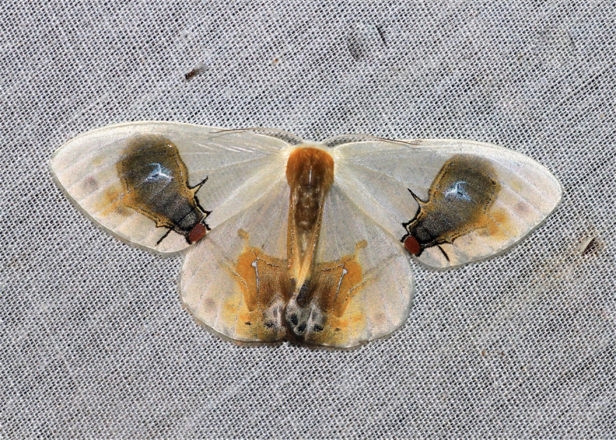 A misteriosa Macrocilix maia tem moscas comendo excrementos nas suas asas