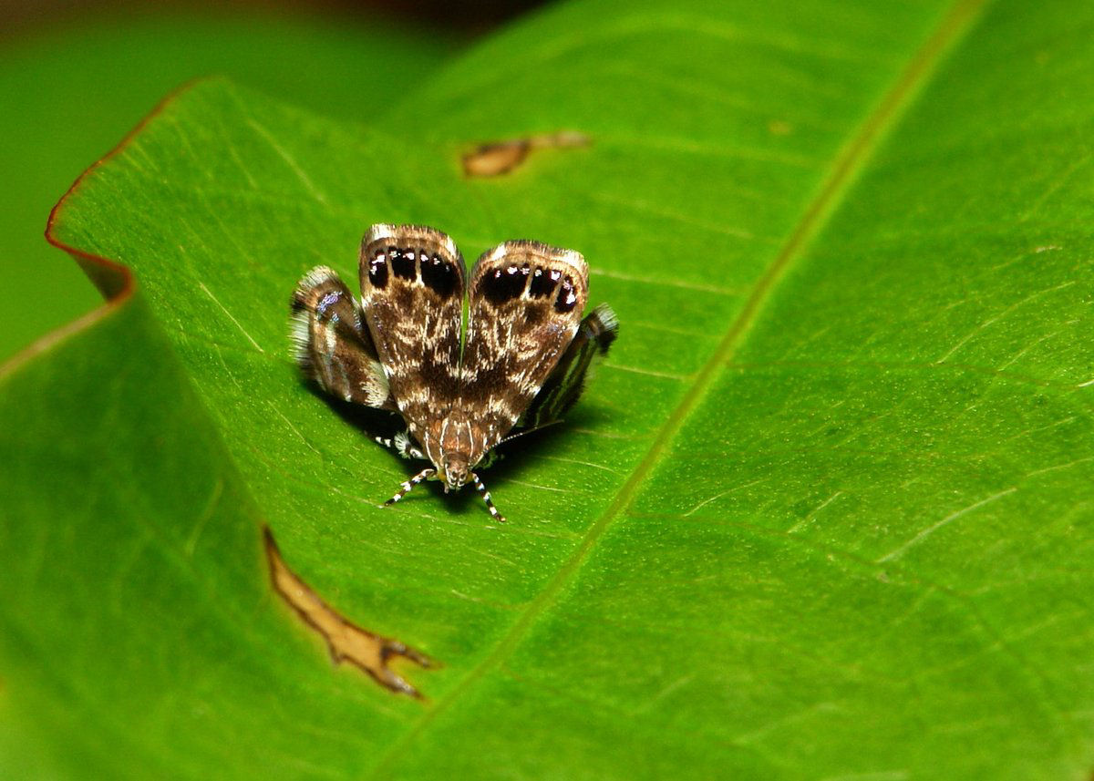 A misteriosa Macrocilix maia tem moscas comendo excrementos nas suas asas