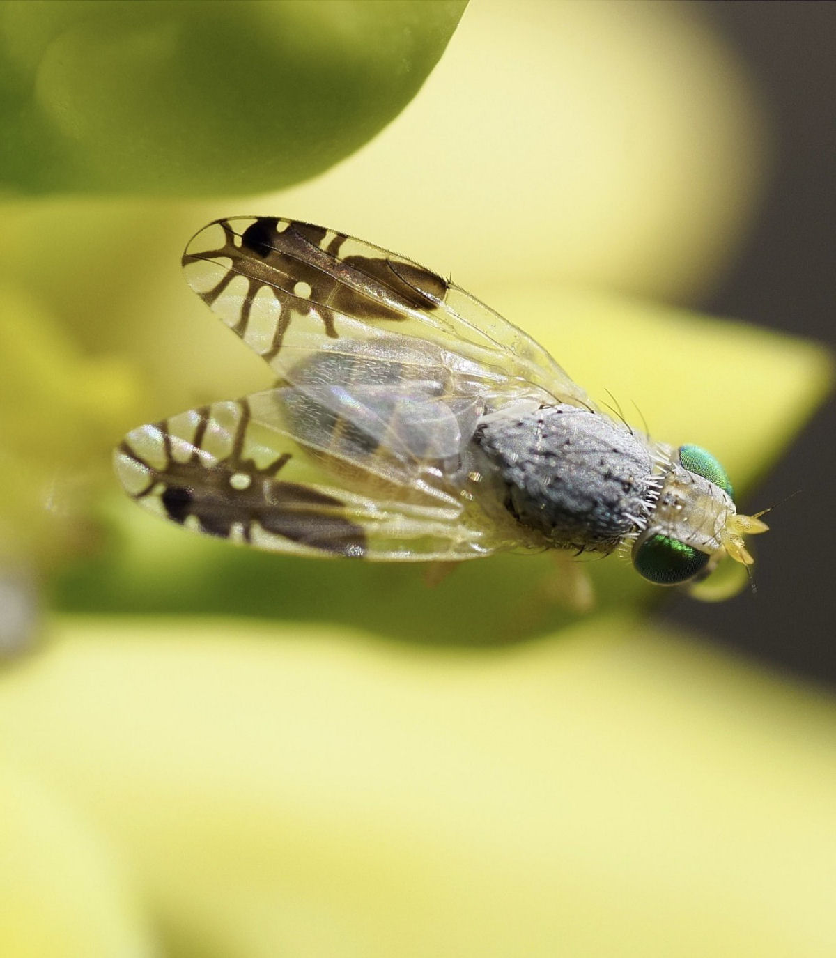 A misteriosa Macrocilix maia tem moscas comendo excrementos nas suas asas