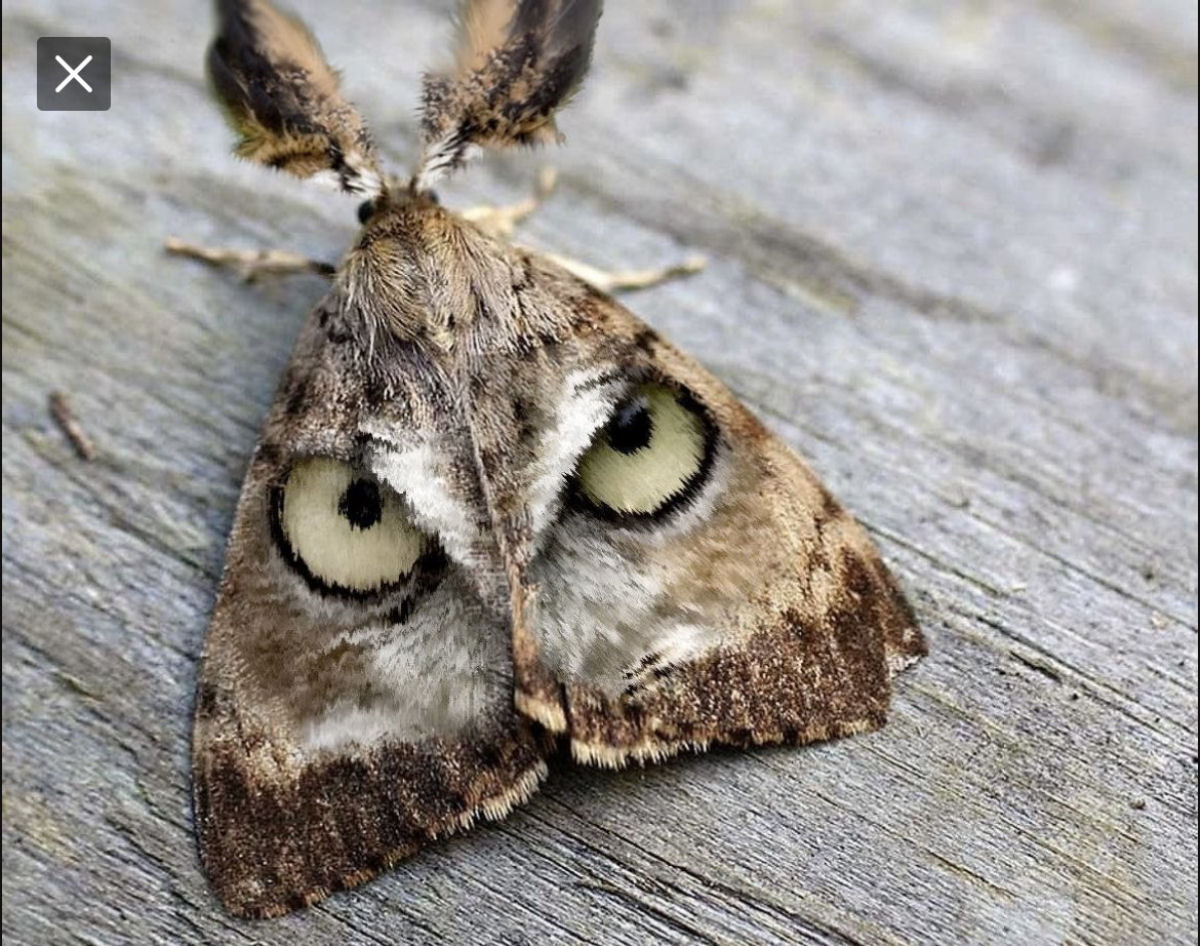 A misteriosa Macrocilix maia tem moscas comendo excrementos nas suas asas