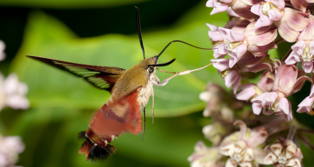 A mariposa-esfinge-colibri parece e age como um beija-flor