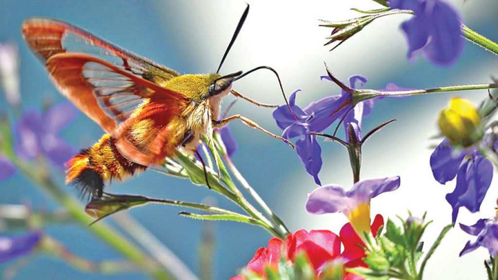 A mariposa-esfinge-colibri parece e age como um beija-flor